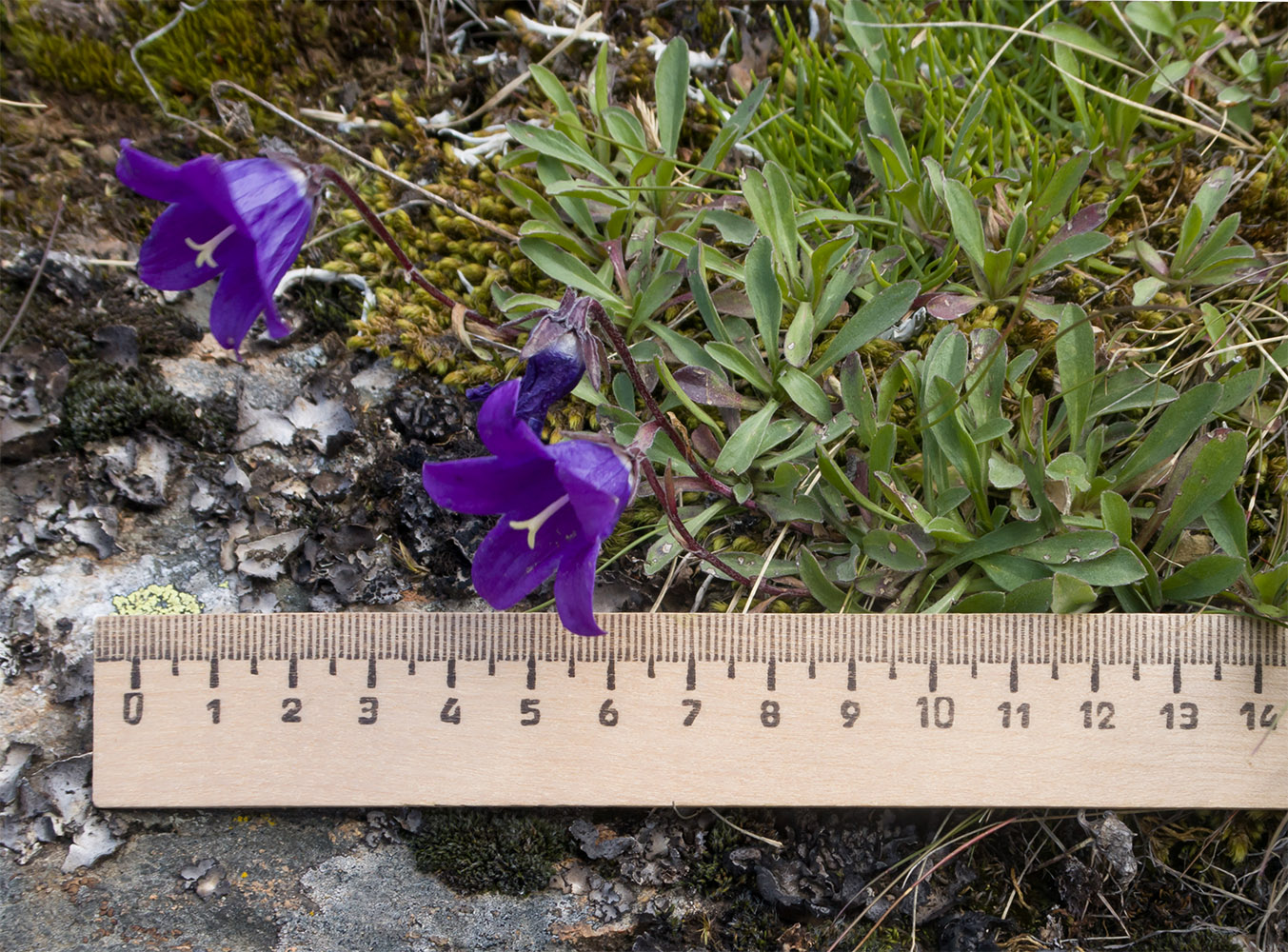 Image of Campanula saxifraga specimen.