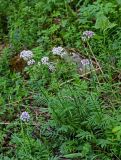 genus Valeriana