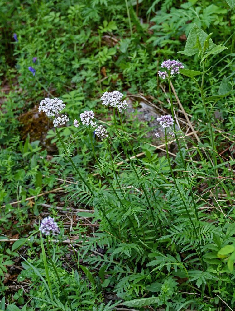 Изображение особи род Valeriana.