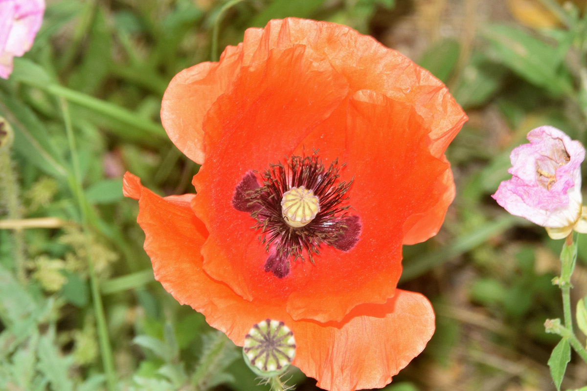 Image of Papaver rhoeas specimen.