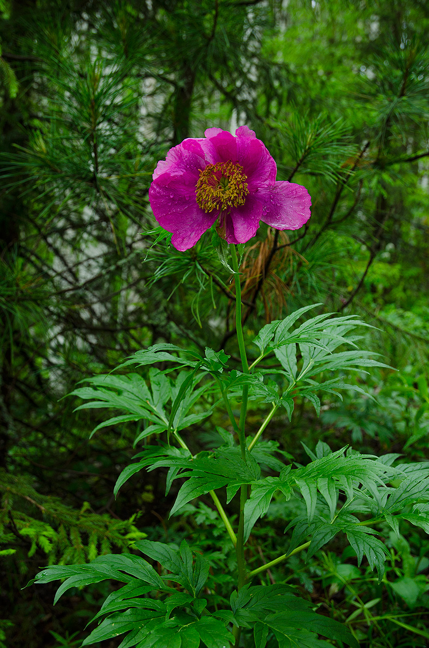 Image of Paeonia anomala specimen.