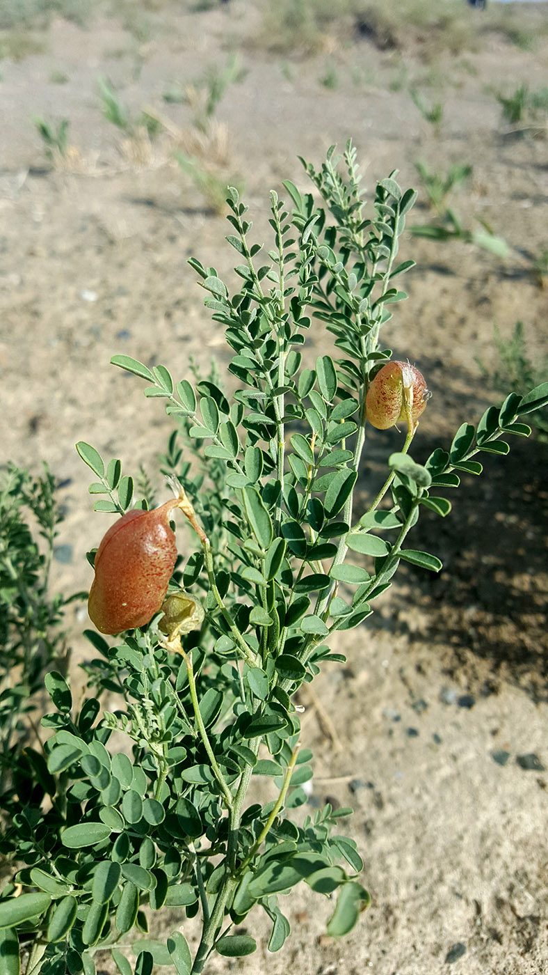 Изображение особи Sphaerophysa salsula.