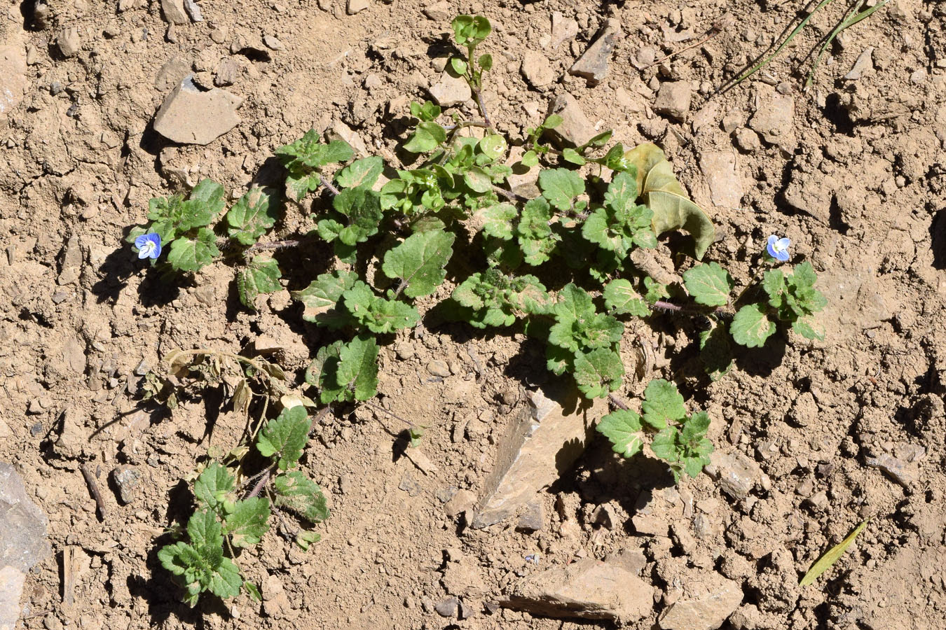 Image of Veronica persica specimen.