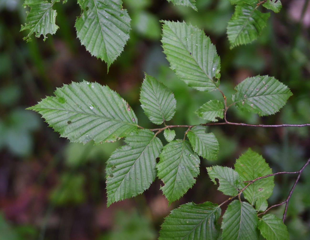 Image of Carpinus betulus specimen.