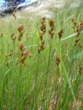 Carex colchica