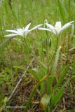 Ornithogalum montanum