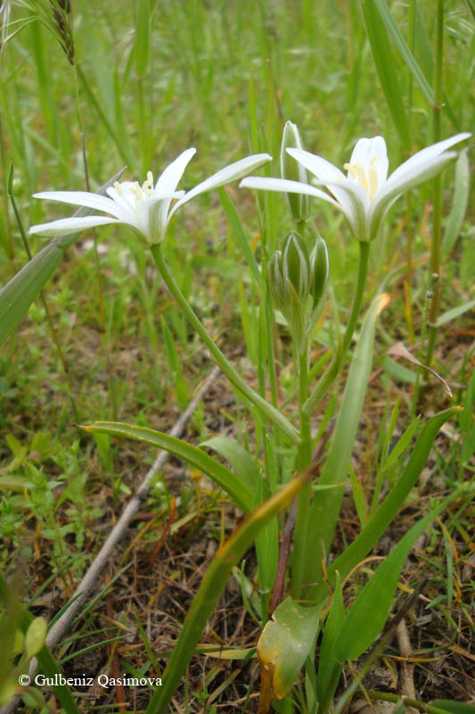 Изображение особи Ornithogalum montanum.