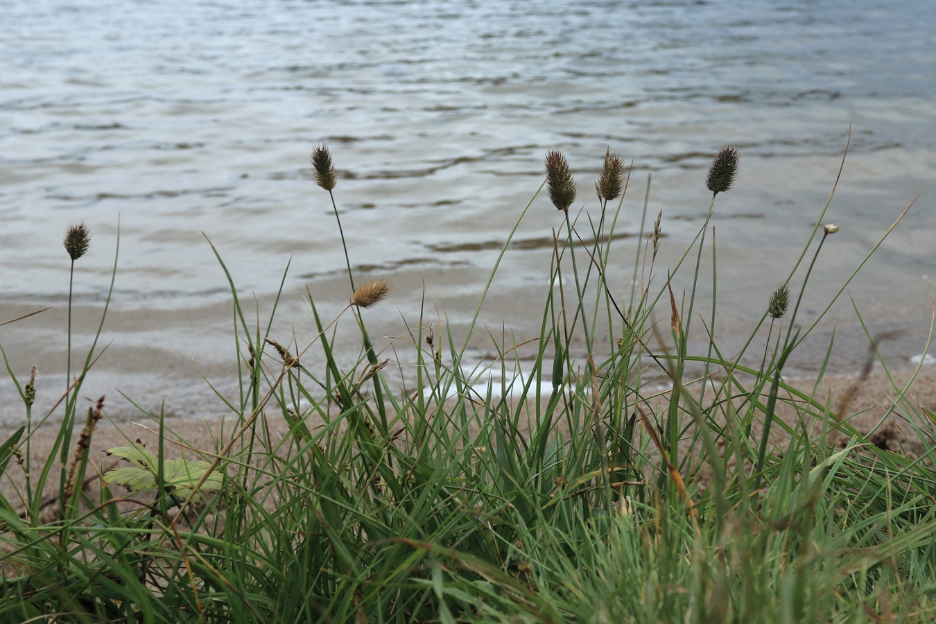 Image of Phleum alpinum specimen.