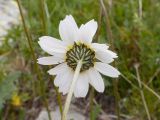 Anthemis saportana