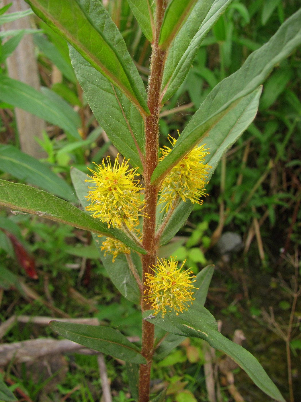 Image of Naumburgia thyrsiflora specimen.