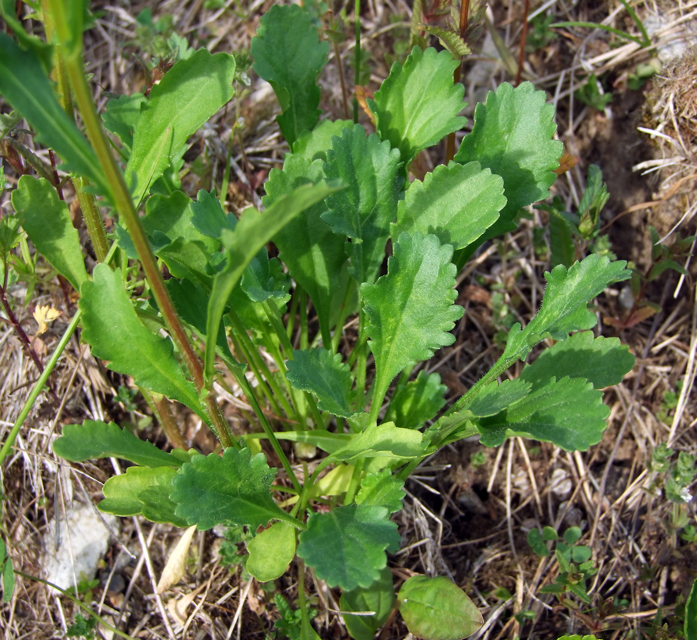 Image of Leucanthemum ircutianum specimen.