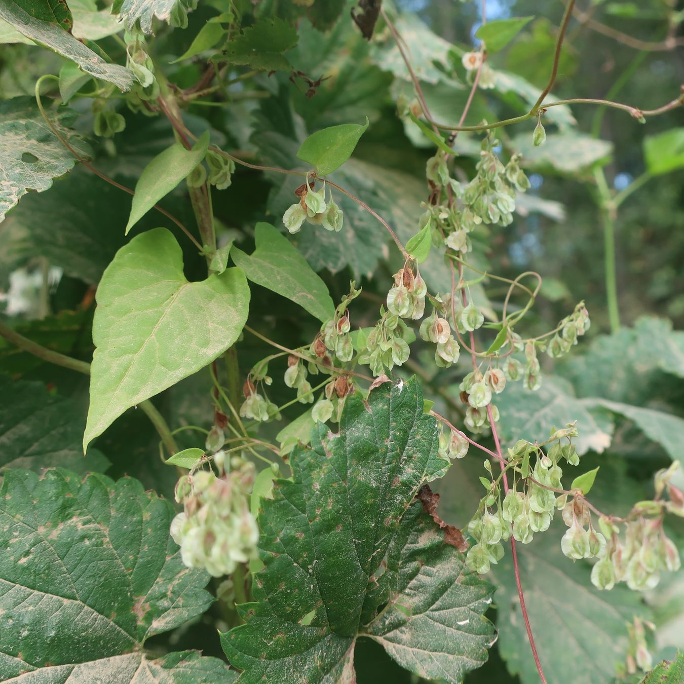 Image of Fallopia dumetorum specimen.