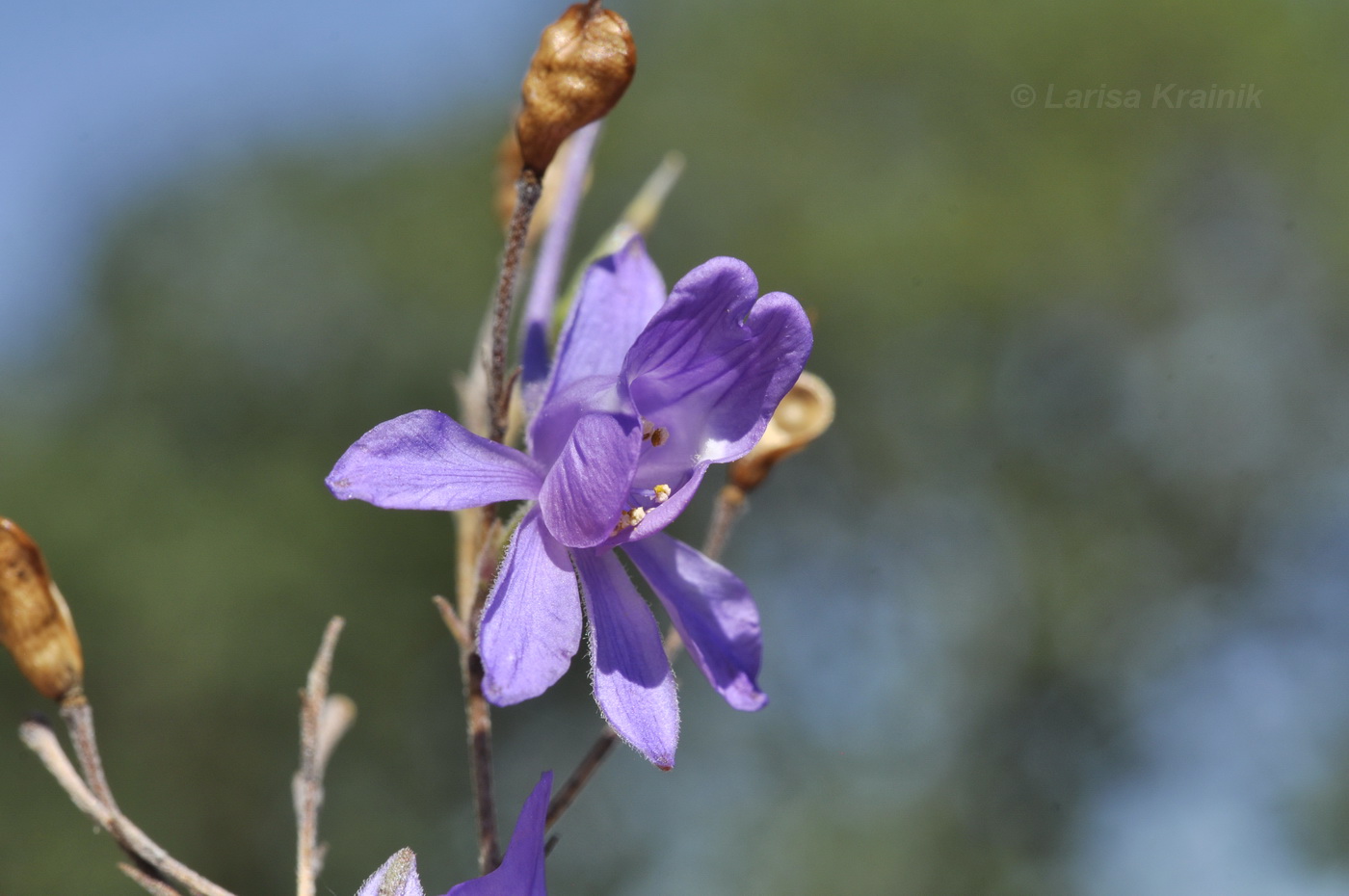 Изображение особи Delphinium paniculatum.