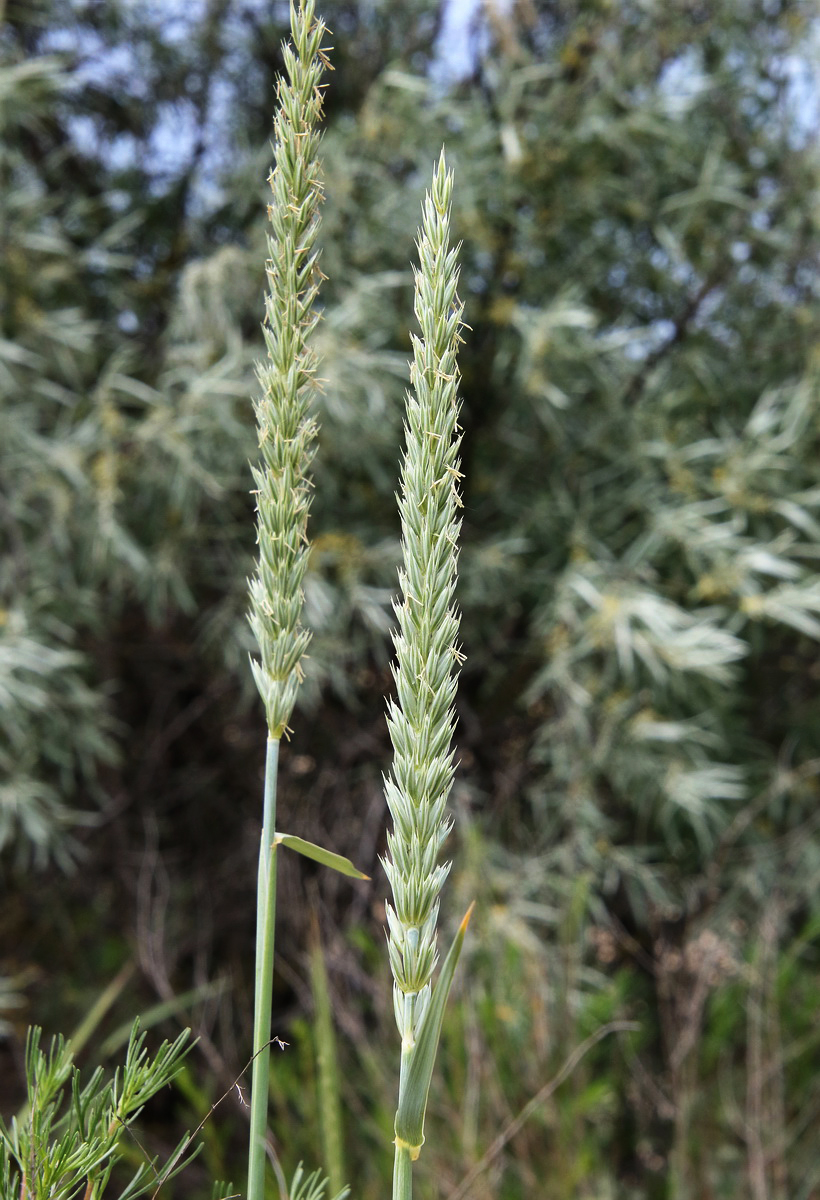 Изображение особи Leymus racemosus ssp. sabulosus.