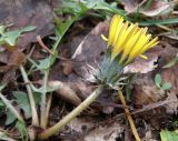 Taraxacum pectinatiforme. Цветущее растение. Краснодарский край, станица Шкуринская, обочина дороги вблизи сазовой степи. 26.12.2010.