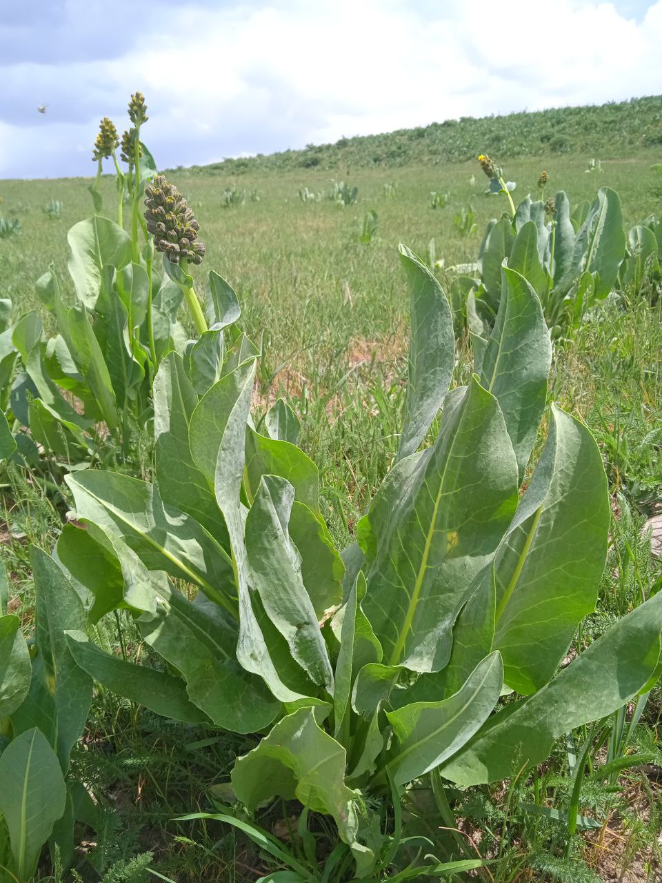 Image of Ligularia alpigena specimen.