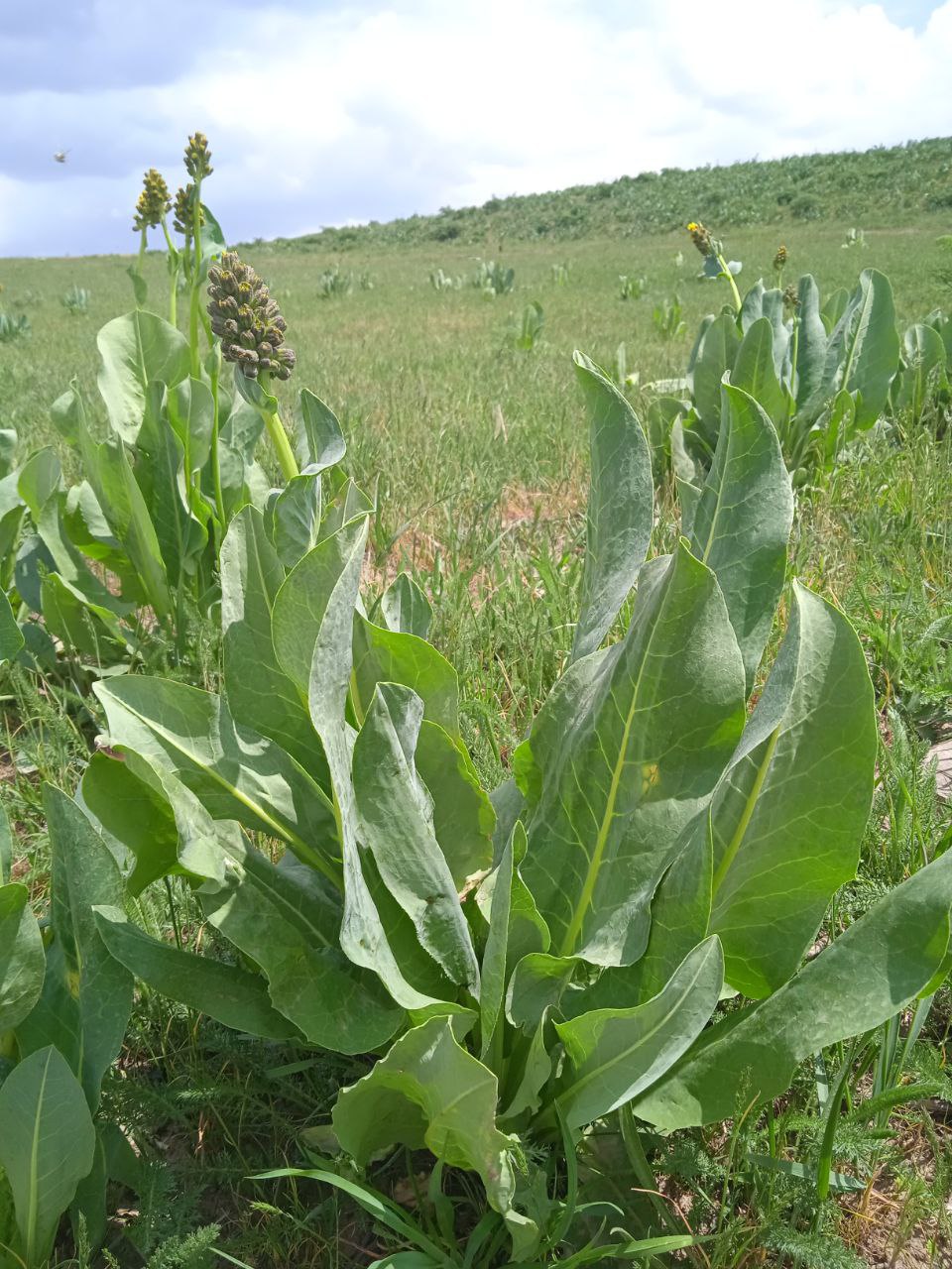 Изображение особи Ligularia alpigena.