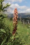 Orobanche alba f. maxima