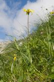 Tragopogon reticulatus. Цветущее растение. Адыгея, Фишт-Оштеновский массив, окр. Гузерипльского перевала, ≈ 1900 м н.у.м., субальпийский луг. 28.06.2023.