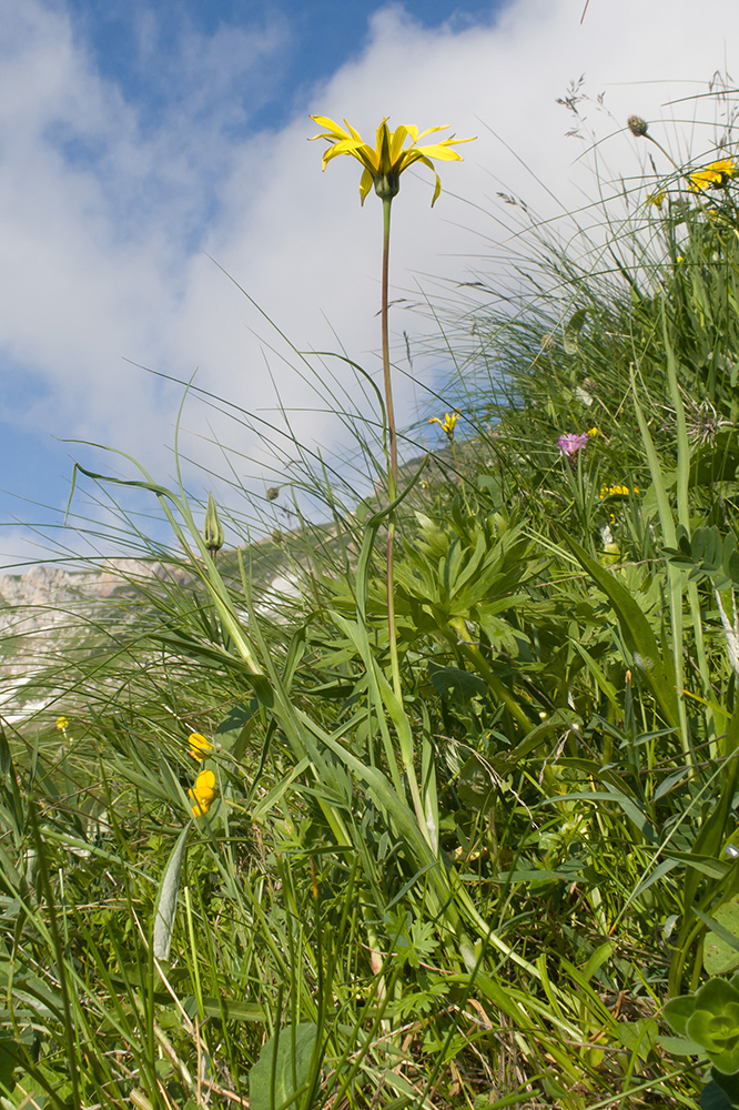 Изображение особи Tragopogon reticulatus.