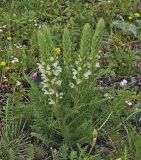 Pedicularis achilleifolia. Цветущее растение. Казахстан, Восточно-Казахстанская обл., Уланский р-н, Сибинские озера, сухая степь. 20.05.2013.