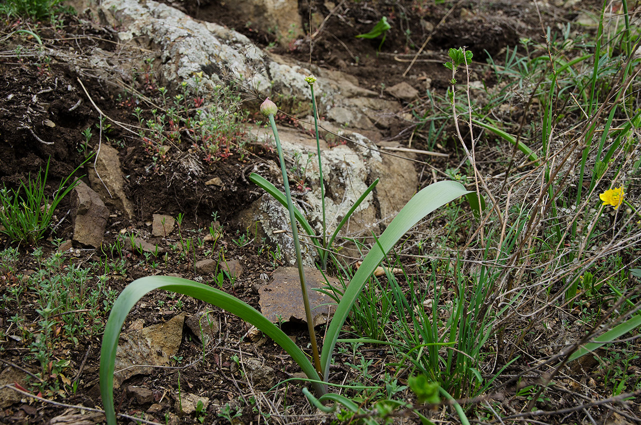 Image of genus Allium specimen.