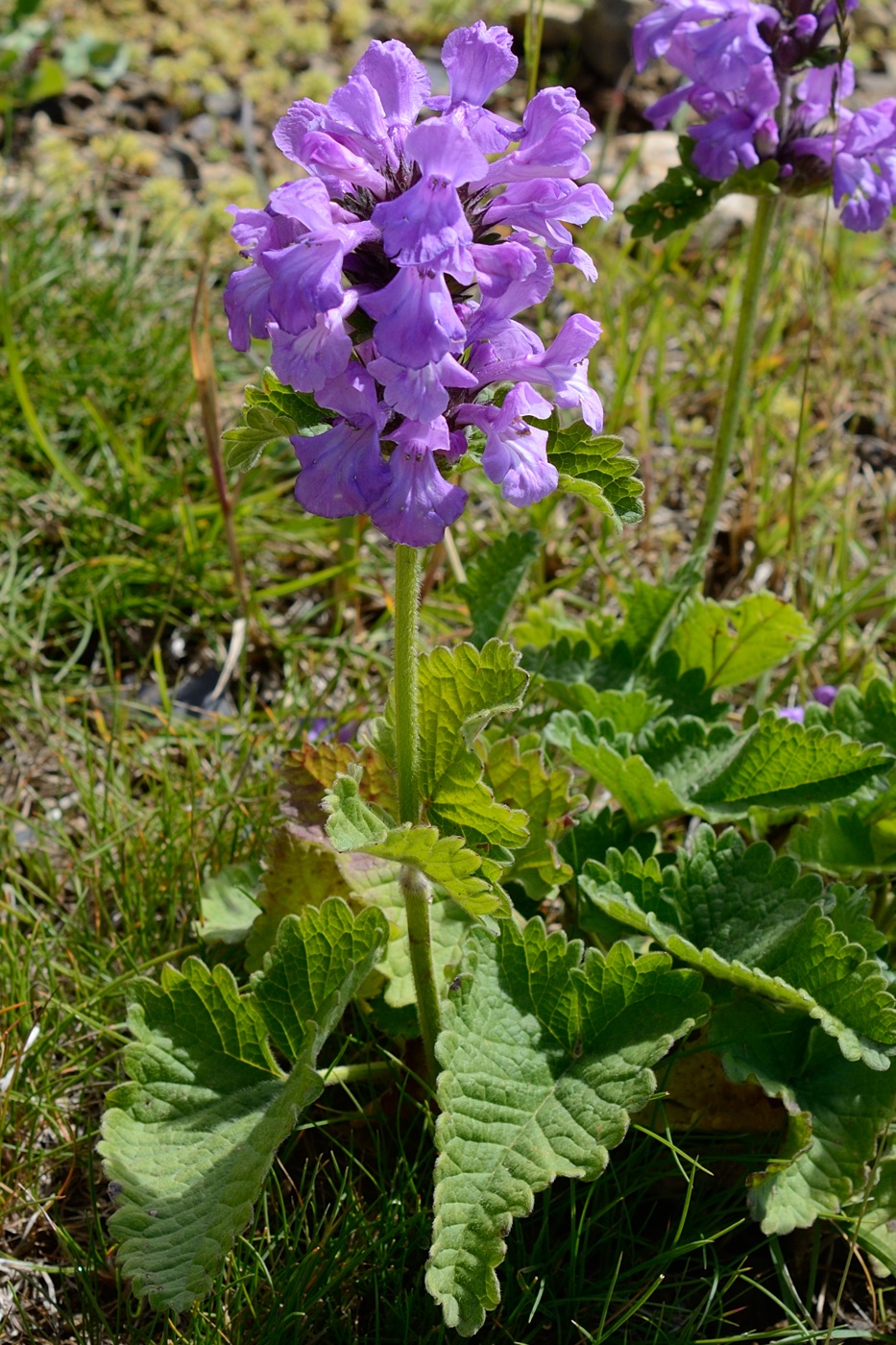 Image of Betonica macrantha specimen.