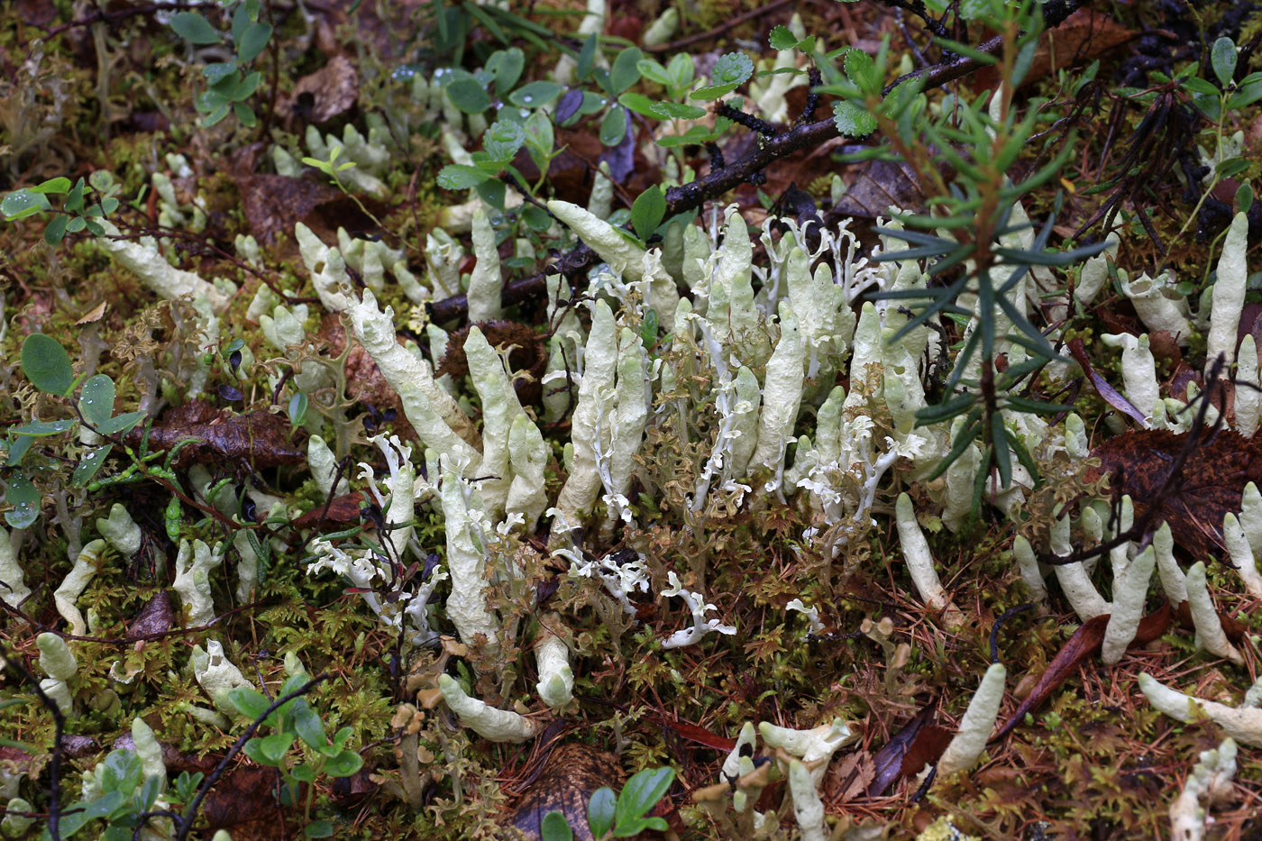Image of genus Cetraria specimen.