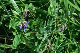 Lathyrus japonicus подвид pubescens. Верхушка цветущего растения (вокруг видны части листьев Leymus mollis). Курильские о-ва, о-в Итуруп, окр. мыса Угольный, окраина песчаного пляжа. 22.08.2023.