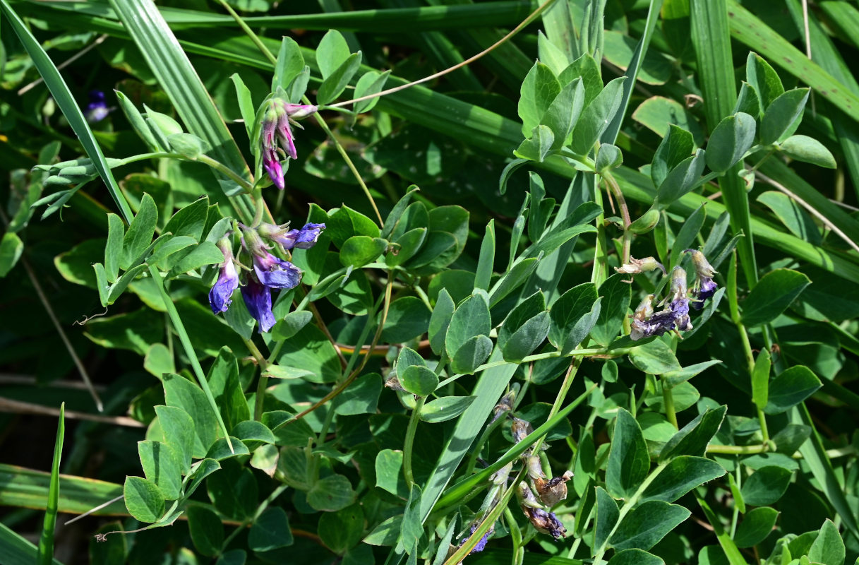 Image of Lathyrus japonicus ssp. pubescens specimen.