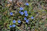 Gentiana karelinii