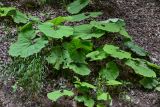 Petasites hybridus. Вегетирующие растения. Чечня, Шатойский р-н, Нихалойские водопады, широколиственный лес, крутой склон. 26.07.2022.