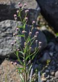 Erigeron acris