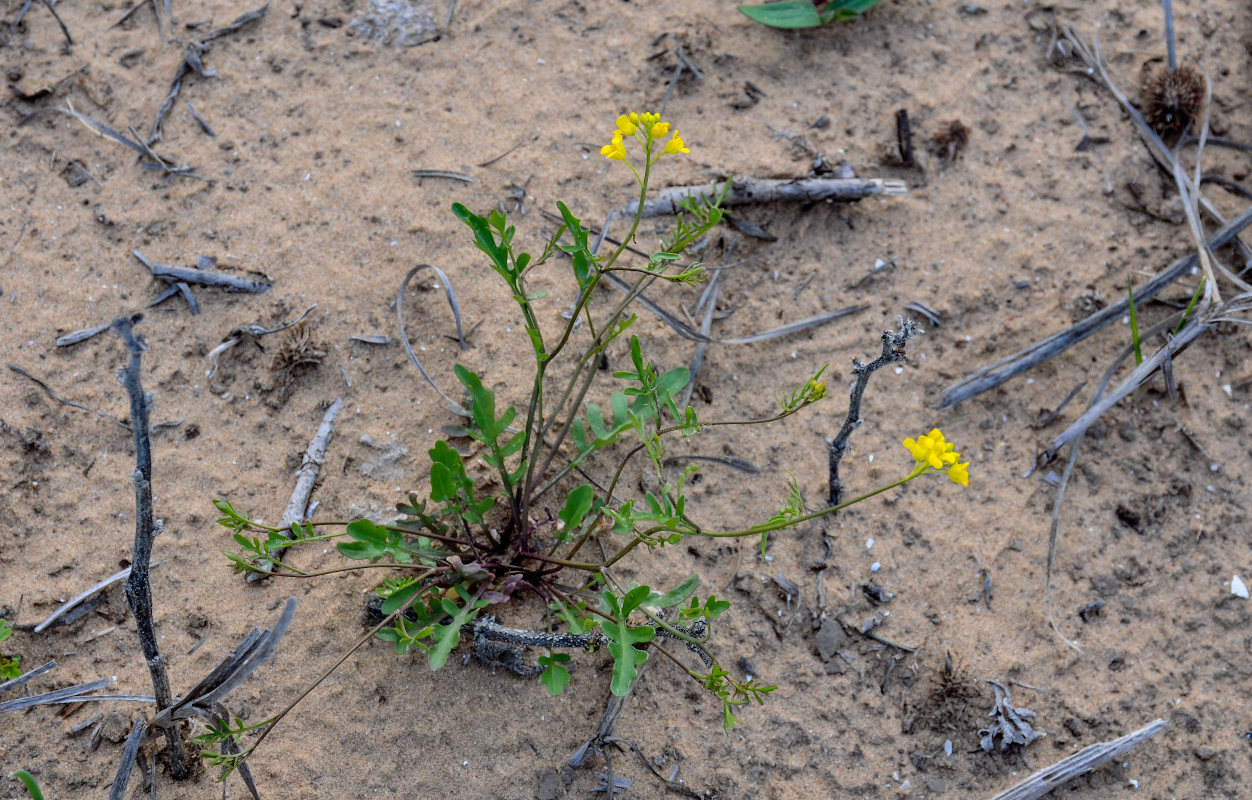 Изображение особи Rorippa brachycarpa.