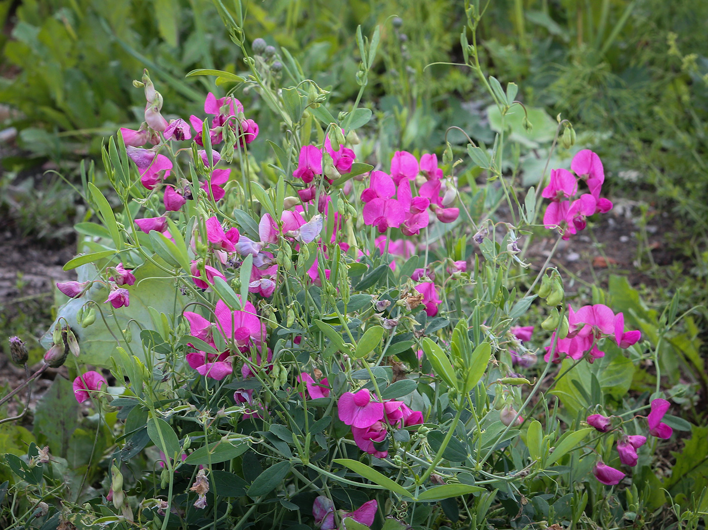 Image of Lathyrus tuberosus specimen.