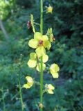 Verbascum blattaria