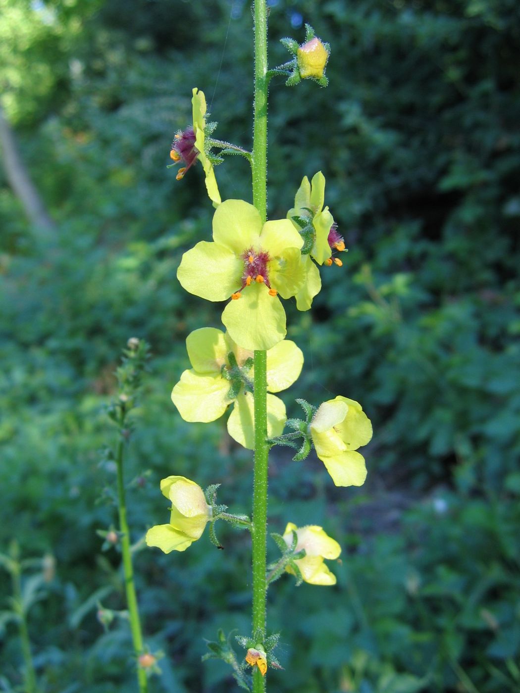 Image of Verbascum blattaria specimen.