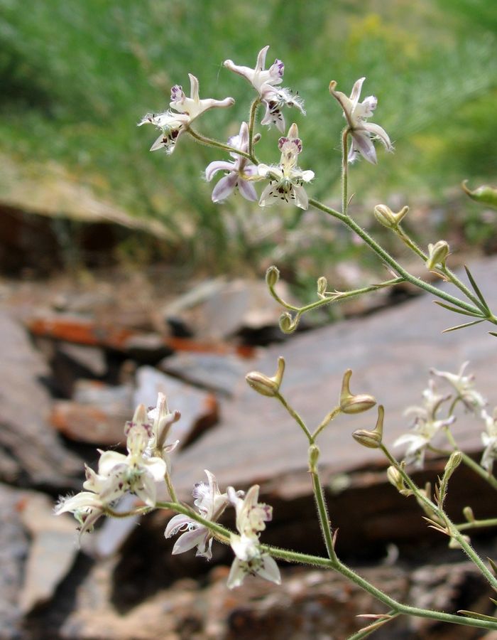 Image of Delphinium barbatum specimen.