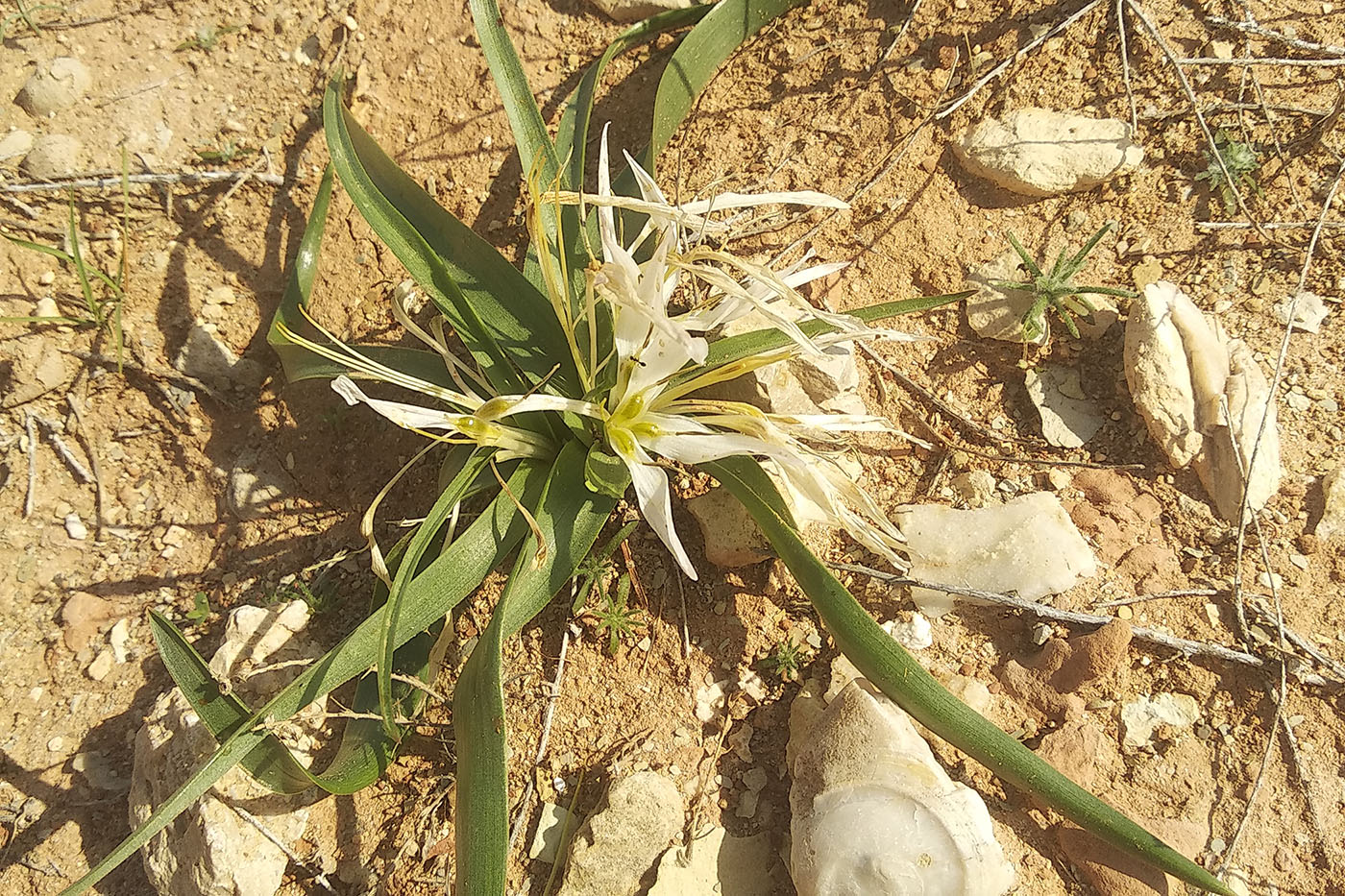 Image of Merendera robusta specimen.