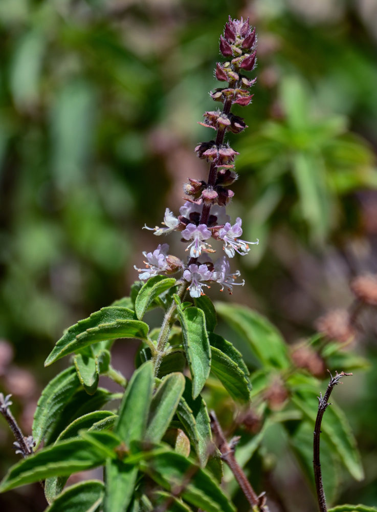 Изображение особи Ocimum basilicum.