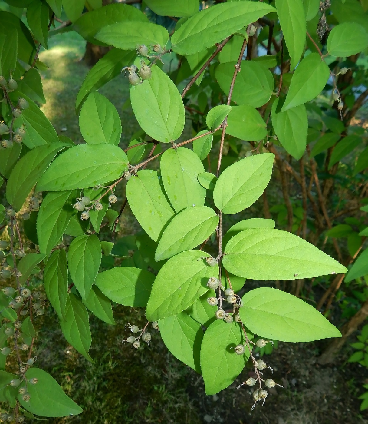 Image of genus Deutzia specimen.