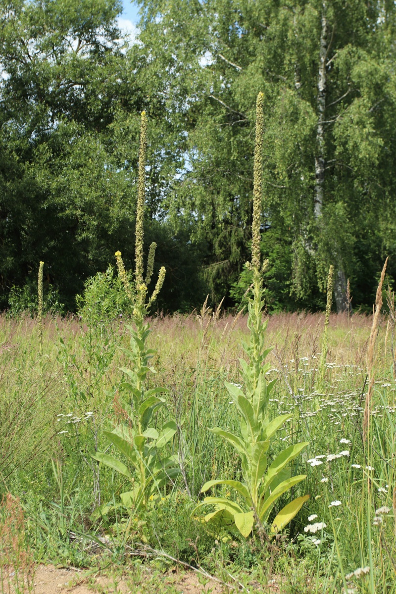 Изображение особи Verbascum thapsus.