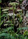 Conioselinum chinense. Верхушки побегов с соцветиями. Сахалин, Корсаковский гор. округ, мыс Великан, у подножия скалы. 10.08.2023.