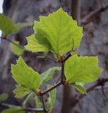 Platanus occidentalis. Верхушка веточки (видна абаксиальная поверхность листьев). Абхазия, Гагрский р-н, с. Лдзаа, озеленение. 11.04.2024.