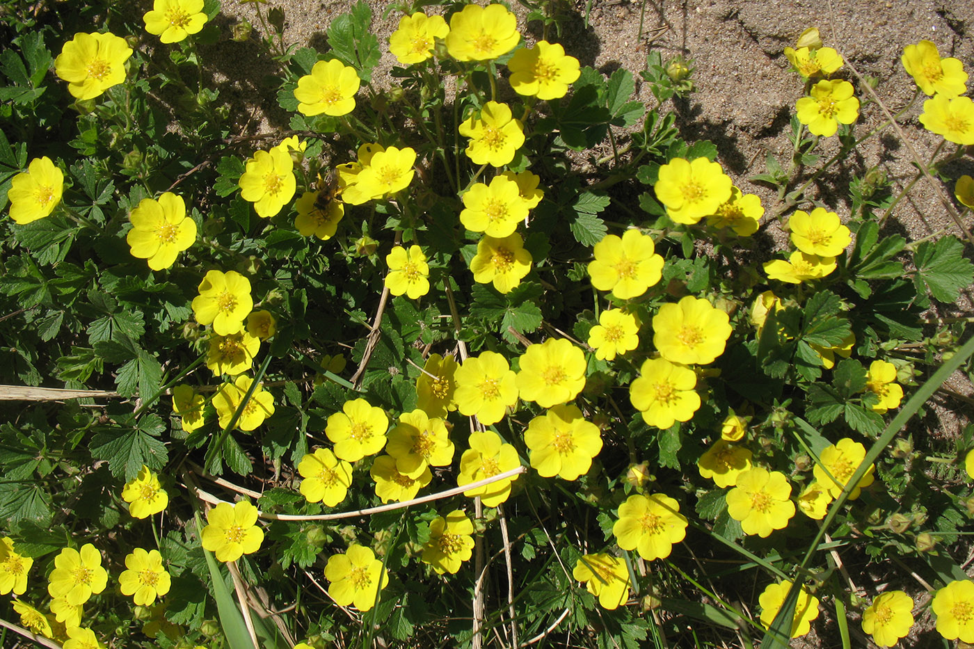 Image of Potentilla incana specimen.