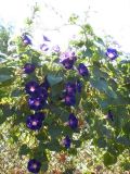 Ipomoea purpurea