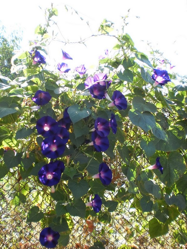 Image of Ipomoea purpurea specimen.