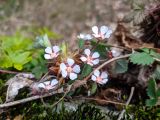 Potentilla micrantha. Цветки. Краснодарский край, г/о Сочи, Адлерский р-н, ущ. Ахцу, отвесная скала. 21.03.2022.