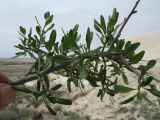 Rhamnus sintenisii