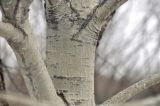 Populus suaveolens